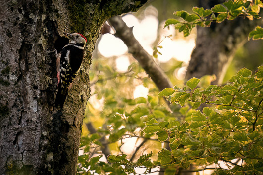 Mittelspecht bei Fütterung