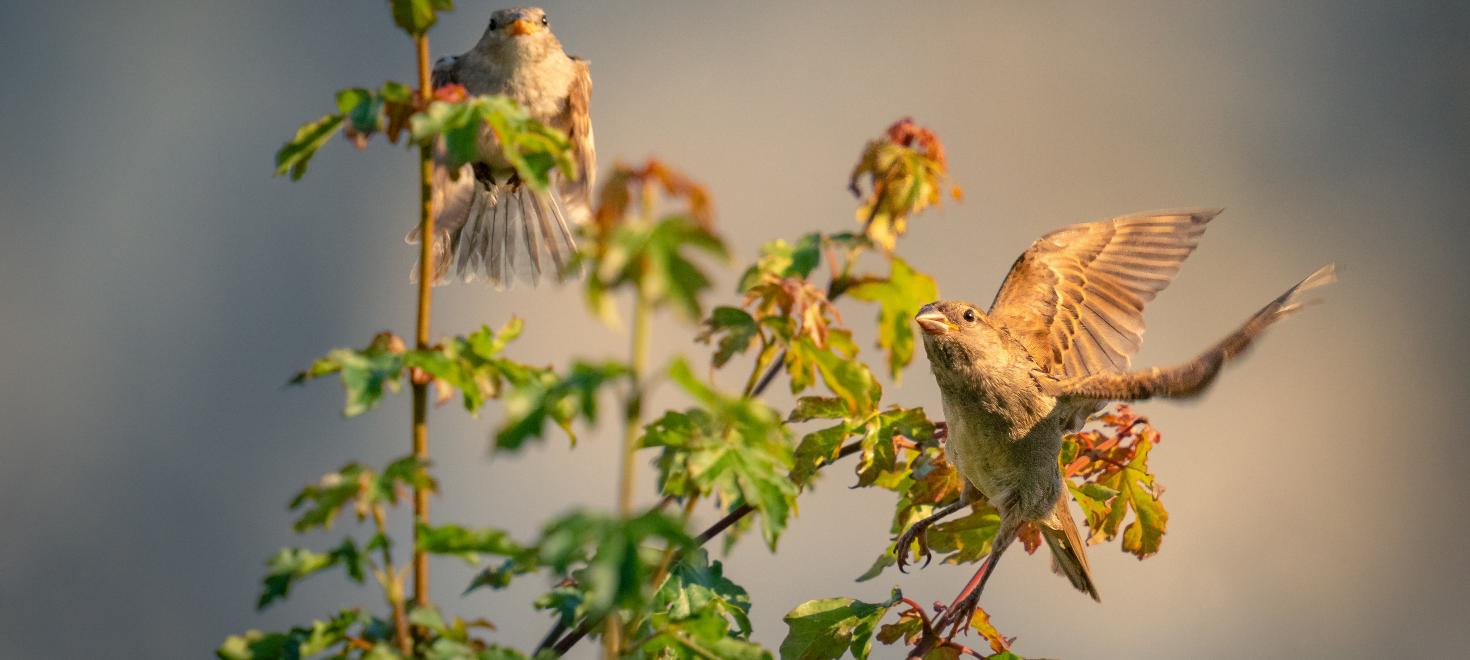 Haussperling beim Abflug